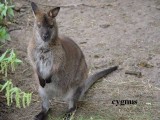 Kangury walabia benetta