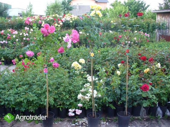 Krzewy róż , sadzonki róż , róże , róże pienne , róże w doniczkach - zdjęcie 5