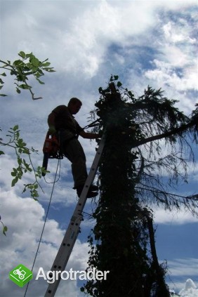 Wycinanie drzew, ścinanie, podnośnik- alpinista - zdjęcie 1