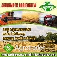 Firma AGROIMPEX kupi każdą ilość zboża