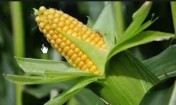 Kukurydza paszowa 230$-0% VAT