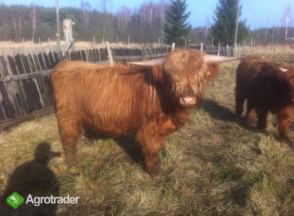 Byk Highland Cattle, szkockie wysokogórksie - zdjęcie 1