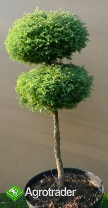 Krzewy ozdobne, cięte i szczepione na "bonsai", k/ - zdjęcie 1