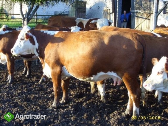Hereford + Simental zacielone krowy mięsne WARTO!!! TANIO!! - zdjęcie 3