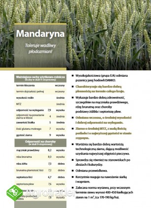 Kwalifikowane nasiona siewne pszenica jara Mandaryna C/1 - zdjęcie 1