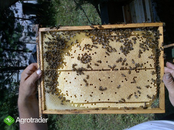 pszczoły sprzedam - zdjęcie 1