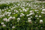 Koniczyna biała (Trifolium repens L.) 