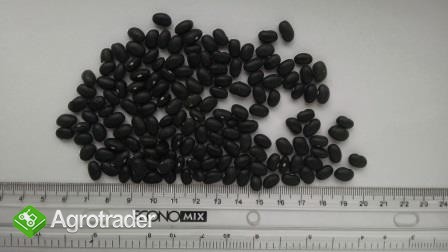 Ciarna fasola (Black Preto beans) (2014)