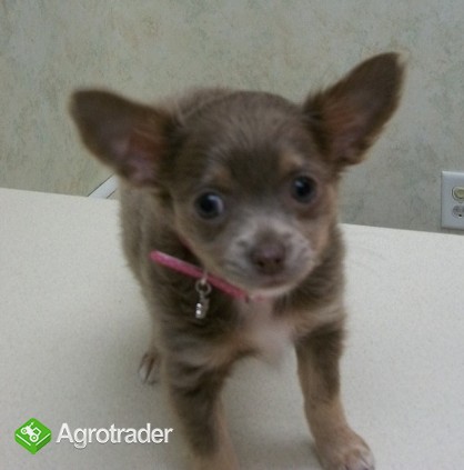 Chihuahua szczenięta na sprzedaż