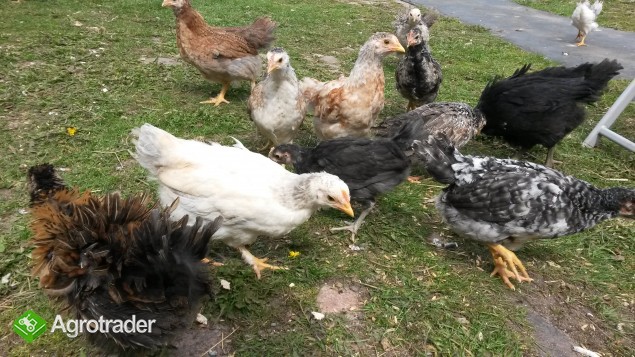 Sprzedam młode kurczaki hybrydy ras : Australop, Marans i Włoszka - zdjęcie 1