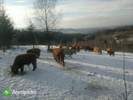 Jałówki i byki rasy Highland Cattle - Bydło Szkockie - zdjęcie 4
