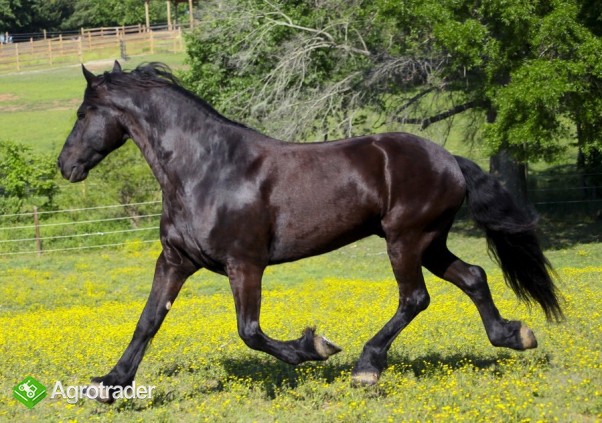Piękna czarna fryzyjska klacz (konie na sprzedaż) - zdjęcie 1