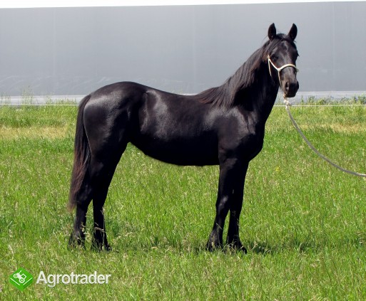 Piękna czarna fryzyjska klacz (konie na sprzedaż) - zdjęcie 2