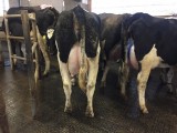 Krowy pierwiastki i cielne jałówki HF czeskie