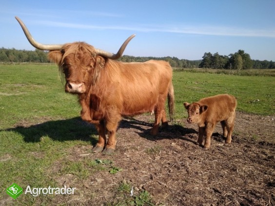 Highland Cattle Szkockie Górskie stado 14 matek, 2 byki zarodowe - zdjęcie 1