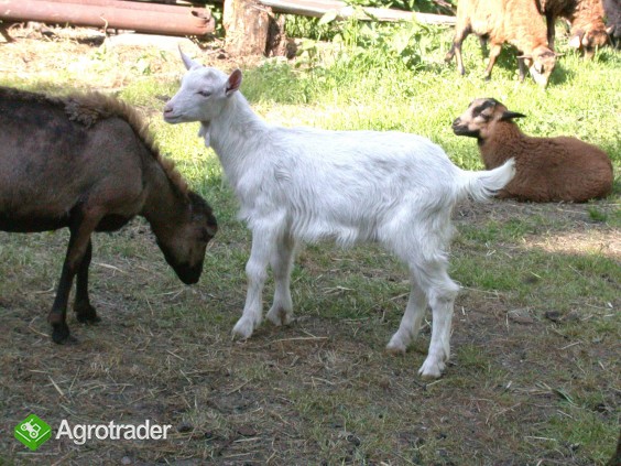 Koza wysokomleczna 3letnia + dwa małe capki - zdjęcie 2