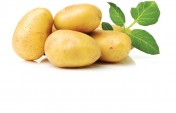 Kupujemy białe ziemniaki do spożycia, 500 ton, kaliber 4, 5+