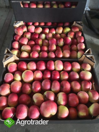 Sprzedam jabłka: idared, szampion, gala schniga - zdjęcie 1