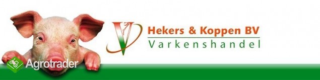 Hekers & Koppen