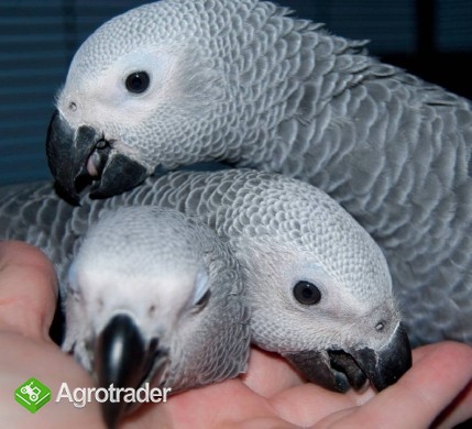 Available Fertile Parrots Eggs And Parrots 