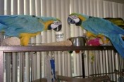 Para Zdrowe niebieski i złota papugi ara na sprzed