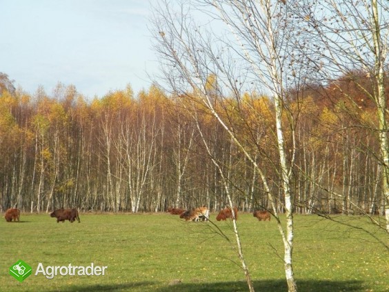 Highland Cattle - bydło szkockie górskie