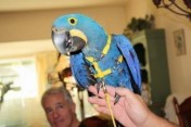 Papugi ara Tamed hiacynt do przyjęcia