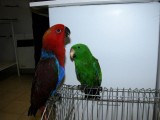 niebieska i złota papugi ara na sprzedaż