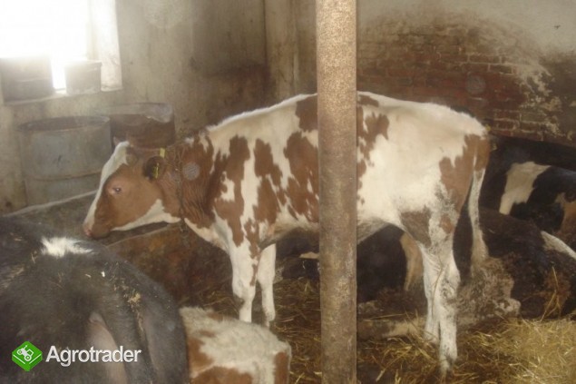 Jałówkę - zdjęcie 1