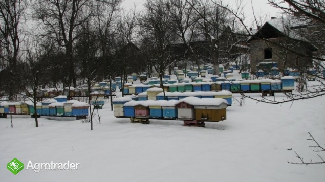 ODKŁADY PSZCZELE 2014 - zdjęcie 1