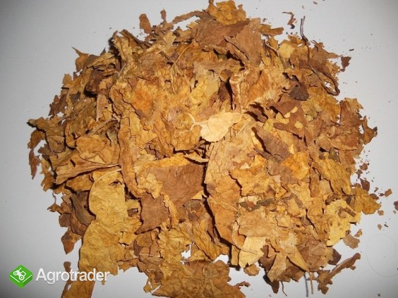 iście strips barley blend mix jakość najlepsza - zdjęcie 2