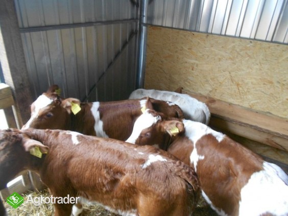 W CIĄGŁEJ SPRZEDAŻY BYCZKI MIĘSNE - zdjęcie 1