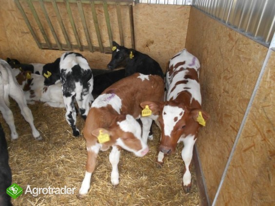 W CIĄGŁEJ SPRZEDAŻY BYCZKI MIĘSNE - zdjęcie 3