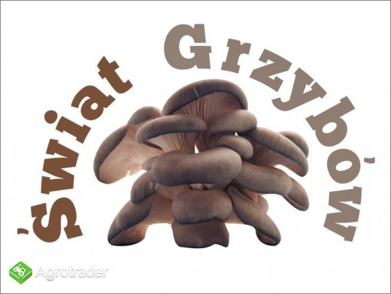 Boczniak Szczecin Sprzedam