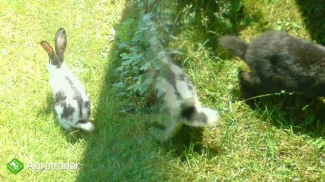 Króliki Rasy Srokacz Niemiecki