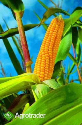 KUKURYDZA-PSZENICA-ŻYTO