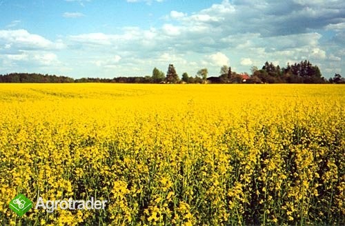 Kupię rzepak!!