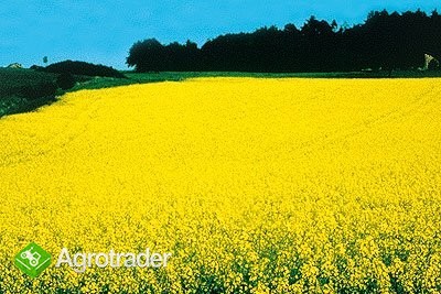 sprzedam olej rzepakowy 0% VAT