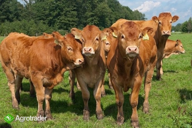 Skup żywca - płatność gtówką