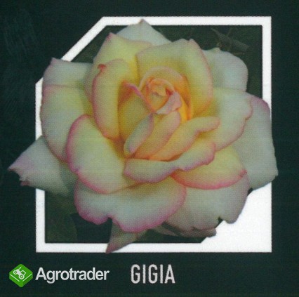 Róże - sadzonki - tylko HURT