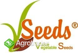 Cebula dymka cebuli - 24 odmiany Rzetelna Firma