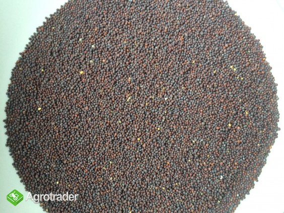 Sprzedam Gorczyca Czarna 150 ton