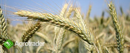Kupię pszenżyto