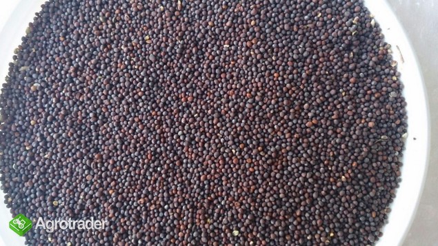 Sprzedam kolendre kolendra 99% soja, gorczyca, len brazowy - zdjęcie 1