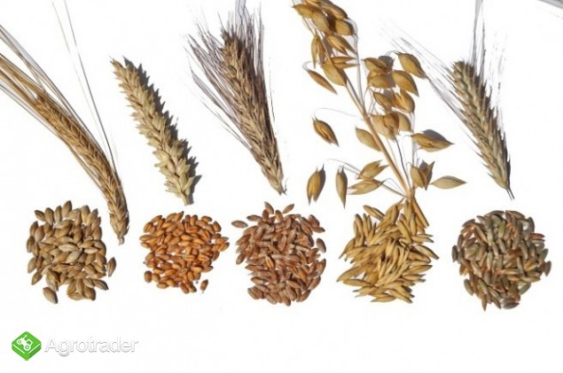 Skup zboża - z odbiorem