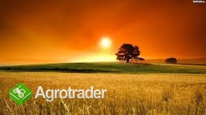 kupię pszenicę i inne zboże