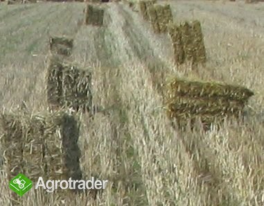 SŁOMA PRASOWANA - SEZON 2008