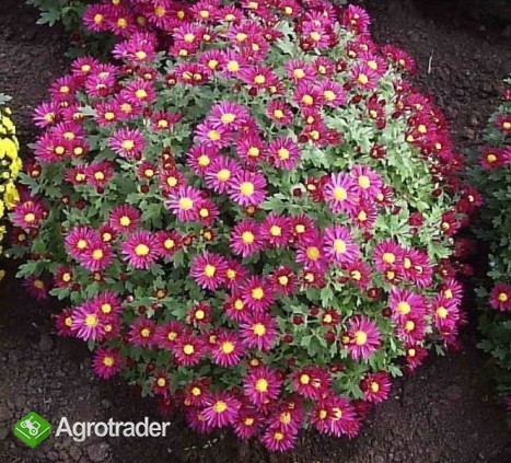 Chryzantemy drobnokwiatowe - zdjęcie 3