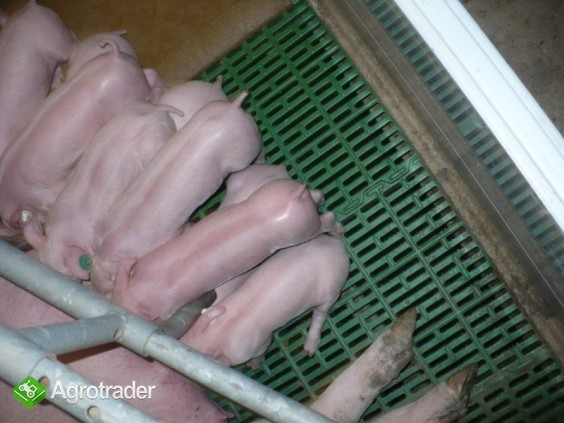 warchlaki-import krajów U.E. - zdjęcie 1