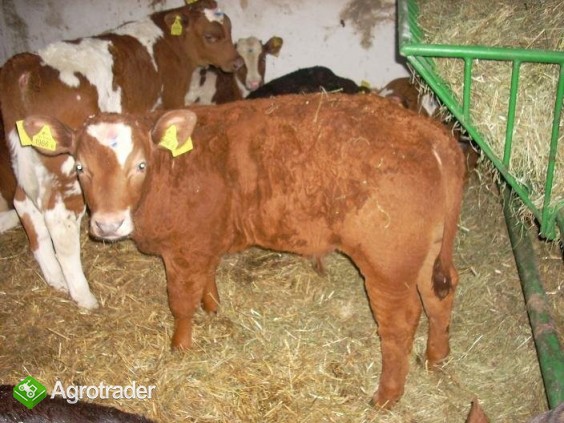 Cielęta mięsne Byczki Jałóweczki - zdjęcie 2